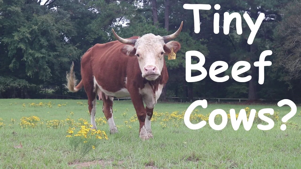 Tiny Beef Cows???