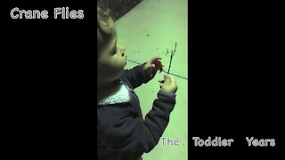 Crane Flies (free toddler entertainment)