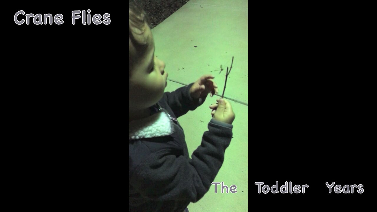 Crane Flies (free toddler entertainment)