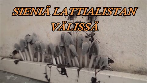 Sieniä lattialistan välissä