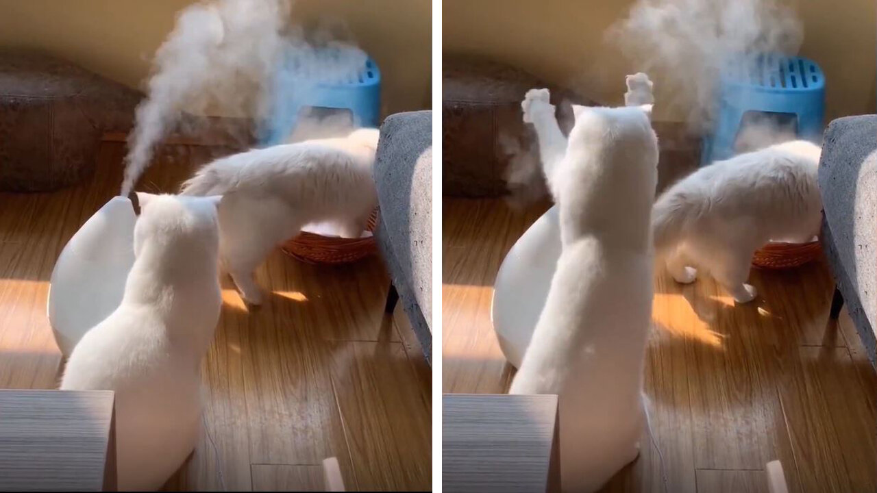 Cats are very interested in water vapor