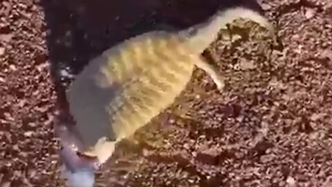 A lizard with a swollen belly [Mysterious]