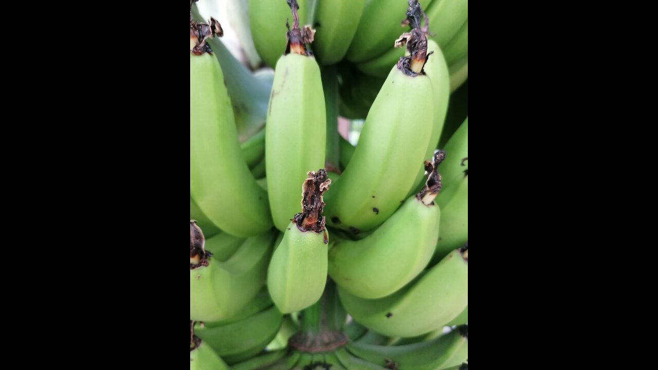 The growth of the banana is remarkable