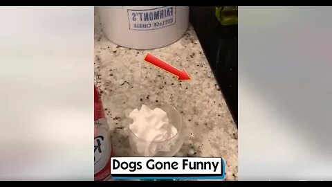 Dogs Gone Funny