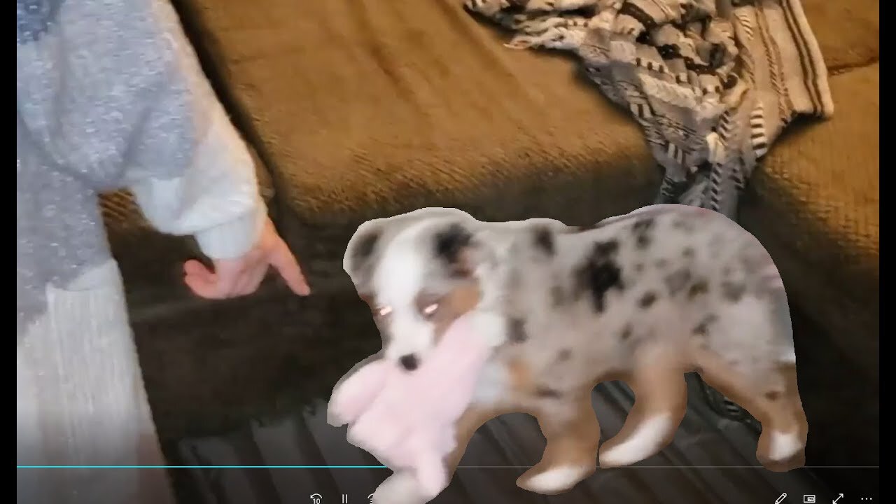 Toy is Stuck in Dog's Collar and Tries out a Waterbed