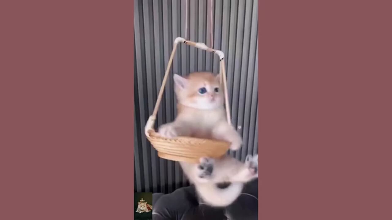 Funny Cats Compilation | Cats Funny Moments