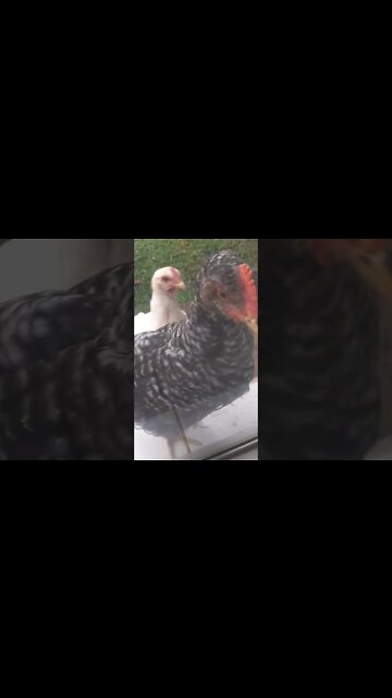 Você sabe? Da um pulinho🙈