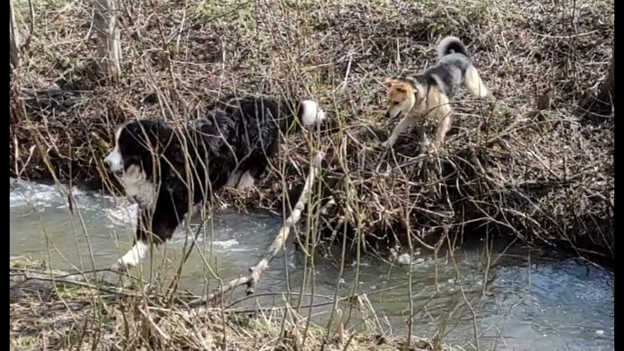 River Crossing - Win and Fail Compilation - Bernese Mountain Dog