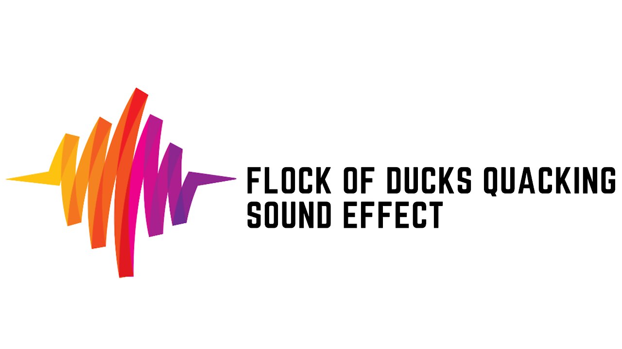 Flock of Ducks Quacking Sound Effect