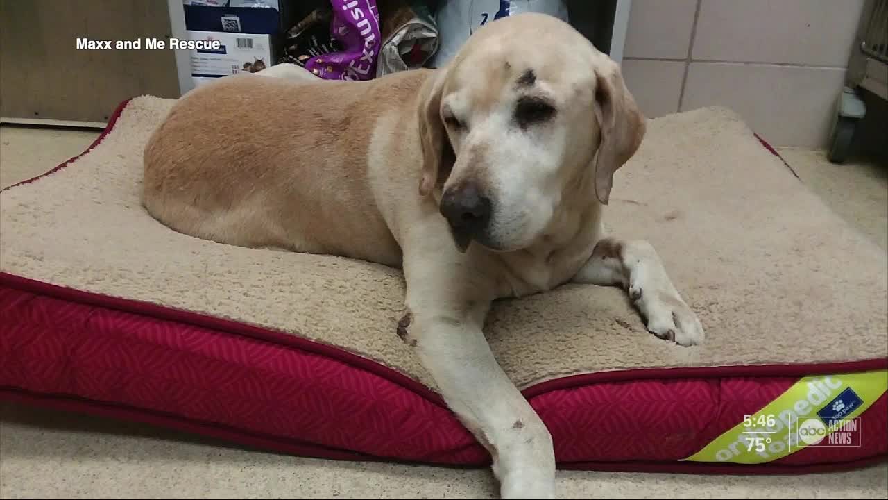 Dog stays by brother's side after he's hit by a car, left on the side of the road in Dade City