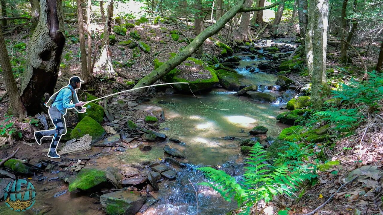 Fly Fishing for the WILD TROUT TRIFECTA!! (Brown trout, Brook trout, Rainbow Trout)