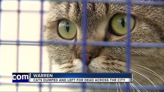 Warren Animal Control trying to find out who is dumping dozens of sick cats, kittens around city