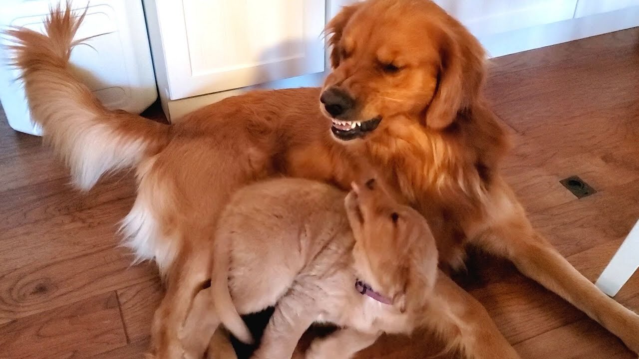 Golden Retriever Dad Tells Daughter The Playtime is Over