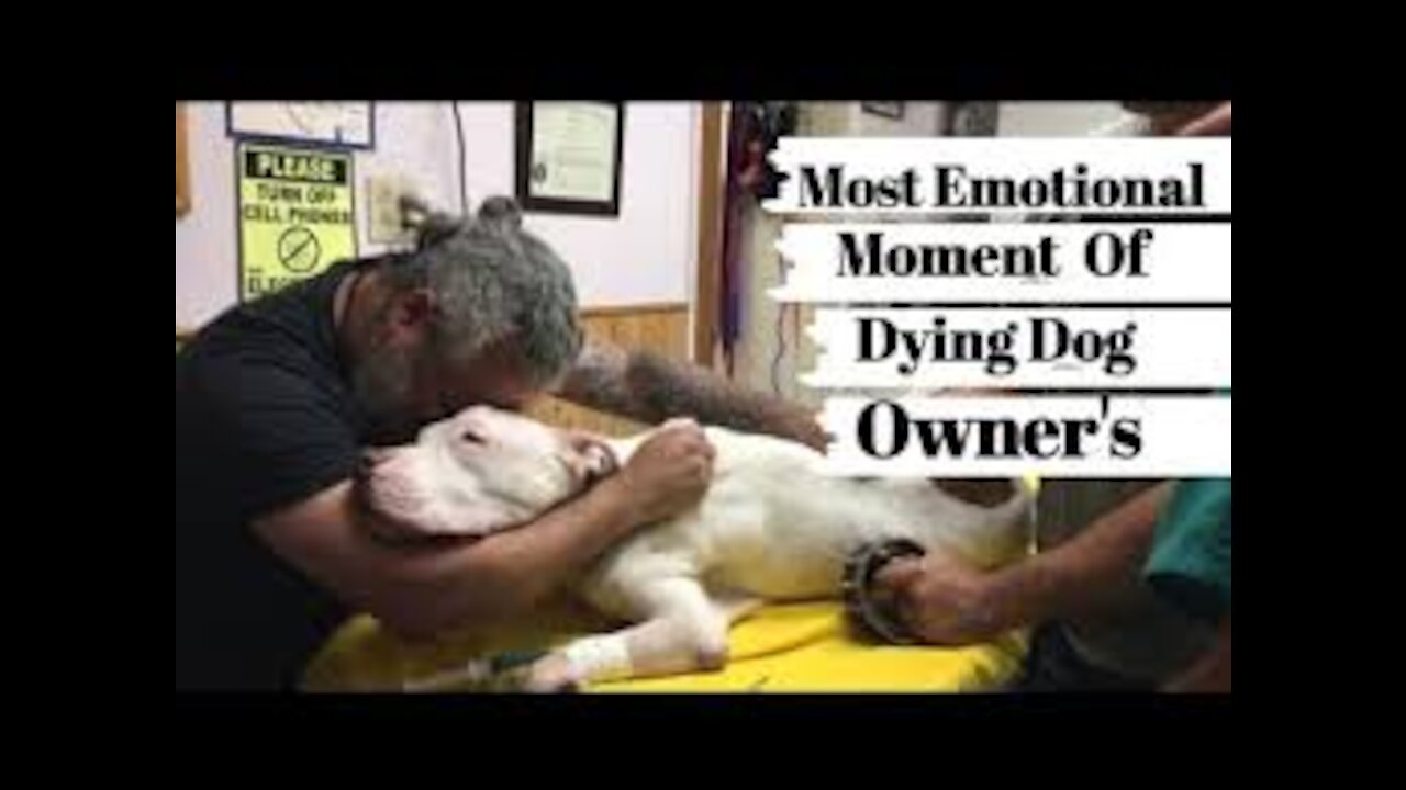 Dog Dying. TRY NOT TO CRY emotional owner say goodbye to their dying dog. Compilation