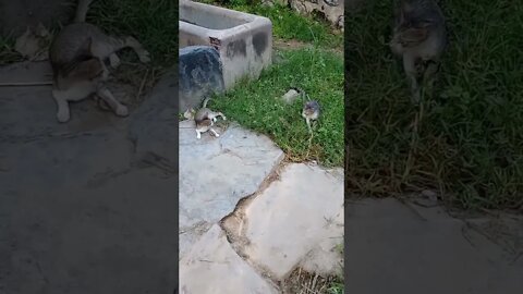 Evening playtime for cats #shorts