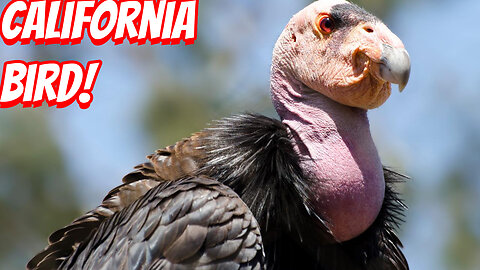 How Ugly Are California Condor?