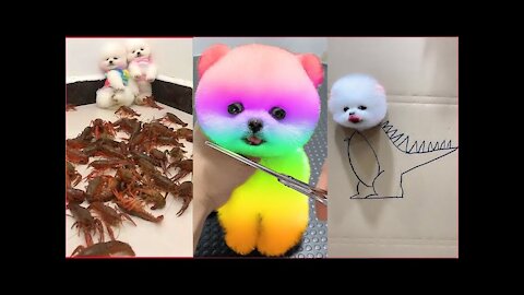 Tik Tok Chó Phốc Sóc Mini 😍 Funny and Cute Pomeranian #66