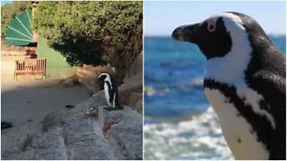 Un pinguino che ha fretta di fare un tuffo!
