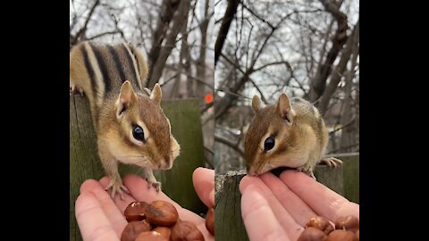 square gives a kiss 💋🐿️
