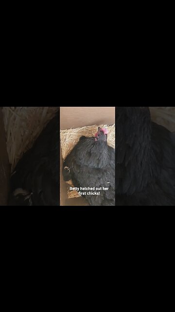 Black Australorp Chicks Hatched in October - Broody Hen