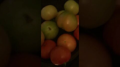 Got some More!🍅🍅🍅🍅🍅🍅🍅🍅🍅🍅🍅