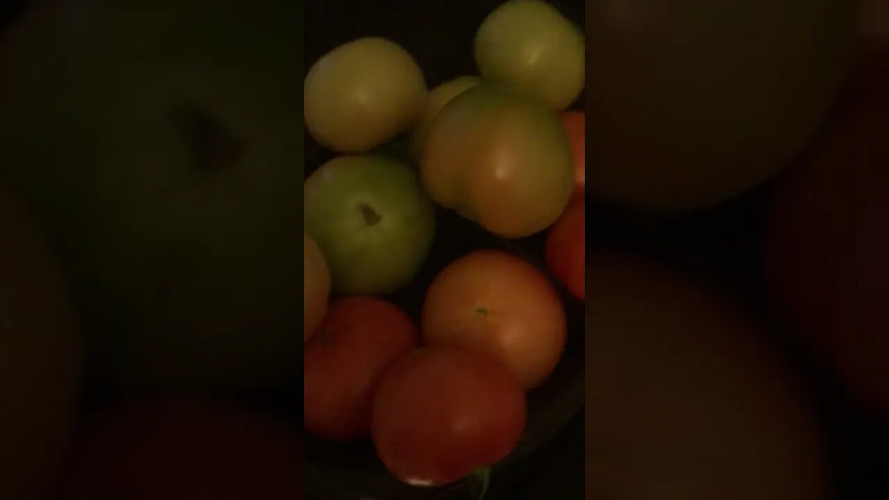 Got some More!🍅🍅🍅🍅🍅🍅🍅🍅🍅🍅🍅