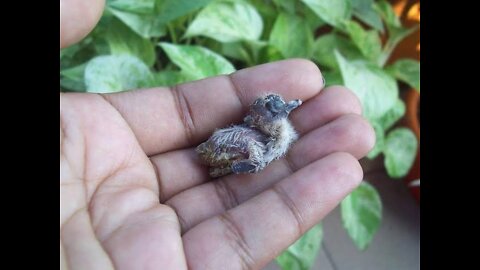 Smallest new born baby birds