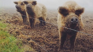 Mangalitsa Pigs Are Like Little Sheep