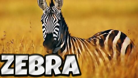 THE DISTINCTIVE STRIPES OF ZEBRA | SPECIES OF ZEBRA | SELF-DEFENSE TECHNIQUE OF ZEBRAS | ENDANGERED