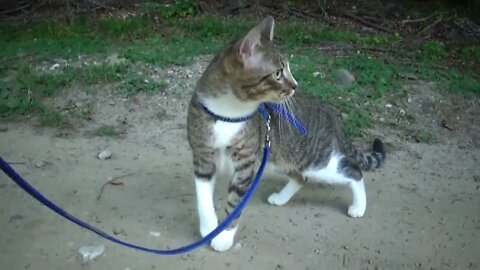 Kitten Is Our Fellow Hiker