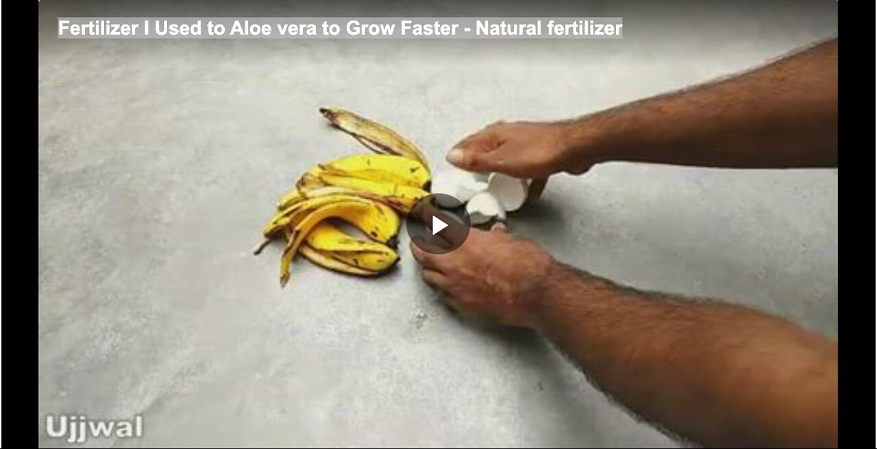 Fertilizer I Used to Aloe vera to Grow Faster - Natural fertilizer