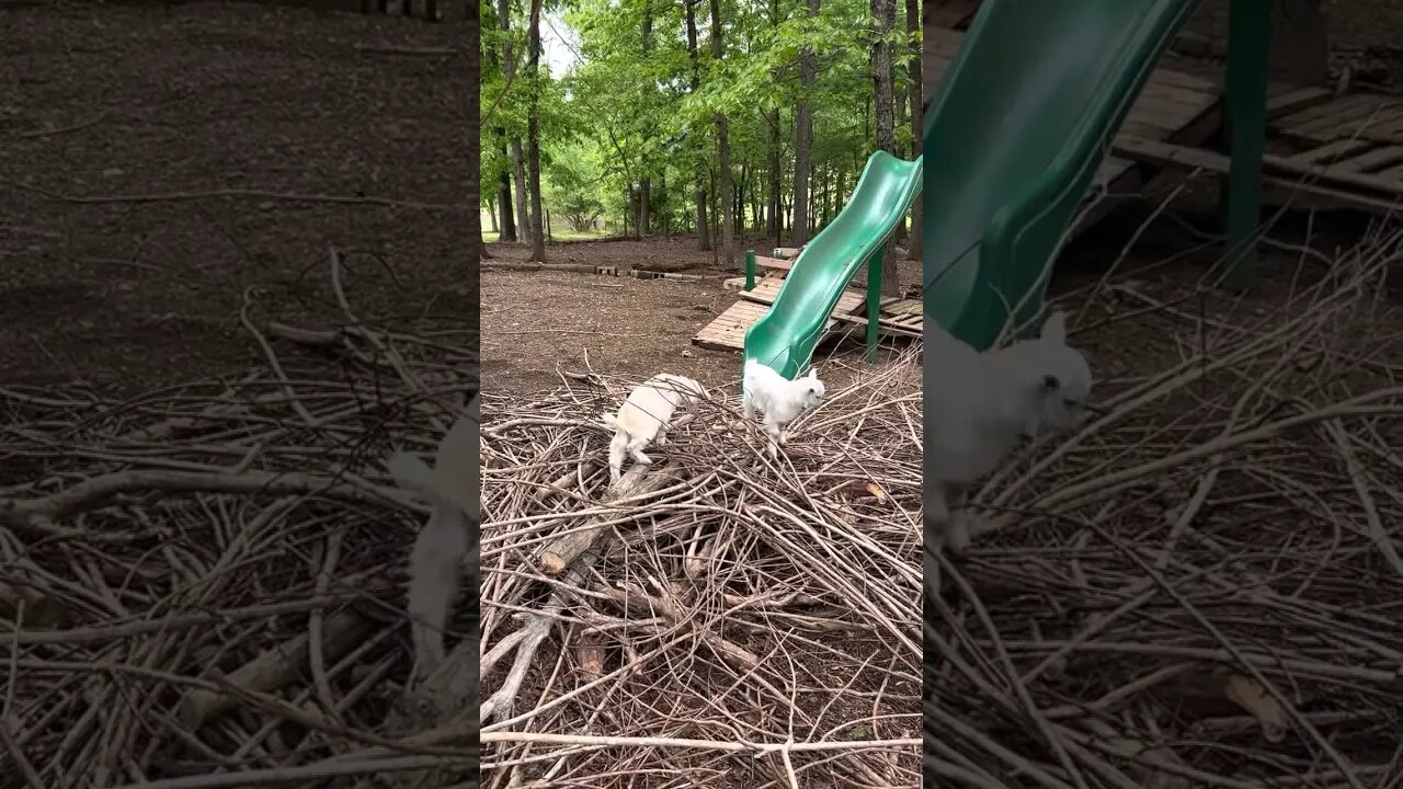 The baby goats playing and fighting together