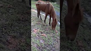 The secret lives of horses