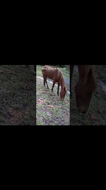 The secret lives of horses