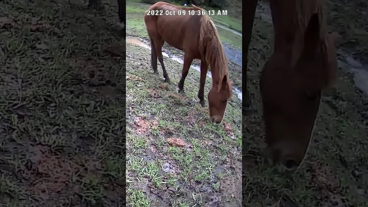 The secret lives of horses