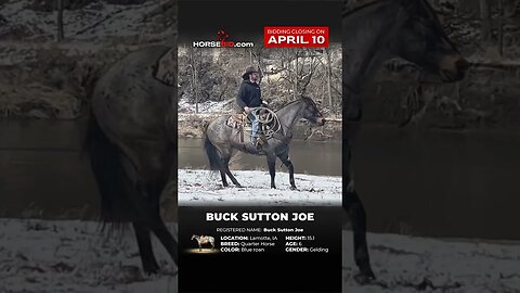 𝔹𝕌ℂ𝕂 𝕊𝕌𝕋𝕋𝕆ℕ 𝕁𝕆𝔼 - Awesome Ranch Horse 6 Yr. old Blue Roan AQHA Gelding! On Horsebid thru April 10th!