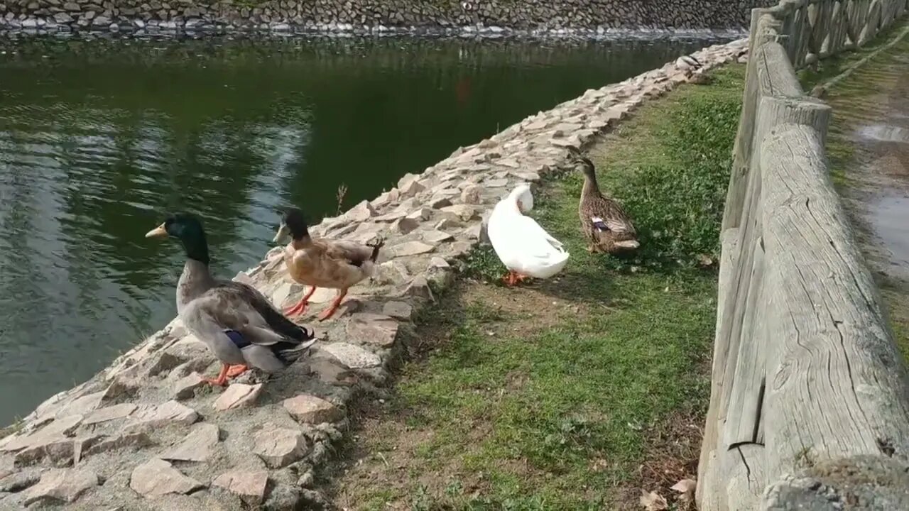 Patos domésticos