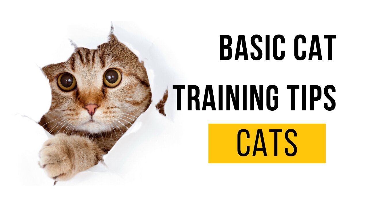 Cats 101 - Basic Cat Training Tips