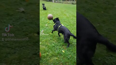 First Time Bballer 🤣 #funny #cute #dog #dogs #pets #animals #rescuedog #fun #silly #doglover