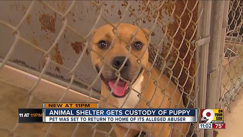 Animal shelter gets custody of puppy