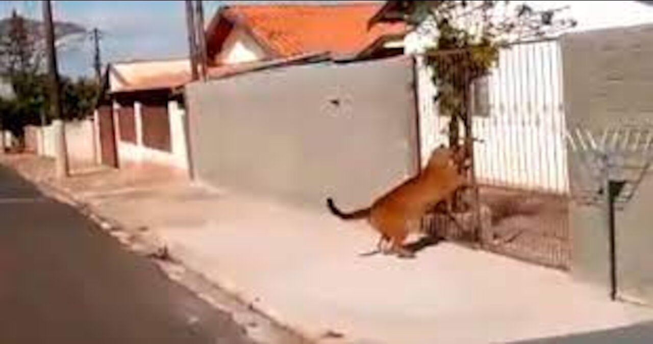 Video shows jaguar running through the streets of Cerqueira César, in the interior of São Paulo