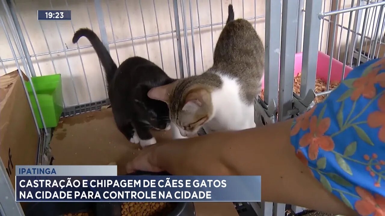 Ipatinga: Castração e Chipagem de Cães e Gatos na Cidade para Controle na Cidade.