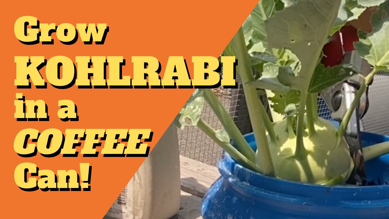 Grow KOHLRABI in a Coffee Can!