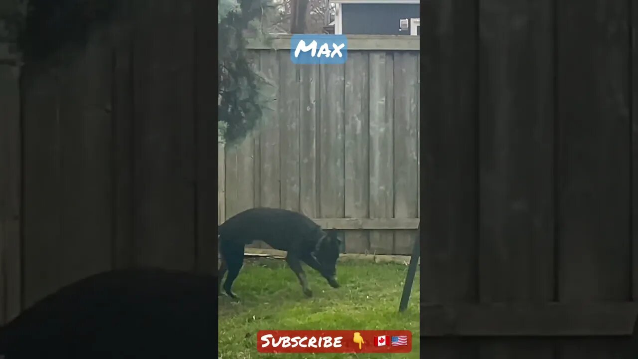 Max Fuel funny lab shepherd puppy