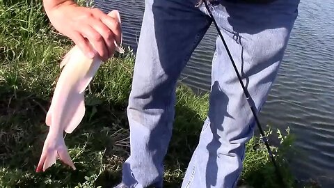 Catching and Releasing An Albino Channel Catfish