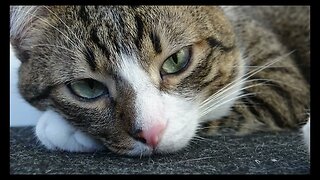 Cat Photography