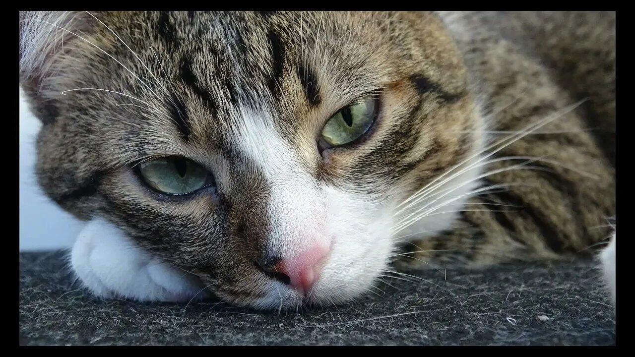 Cat Photography