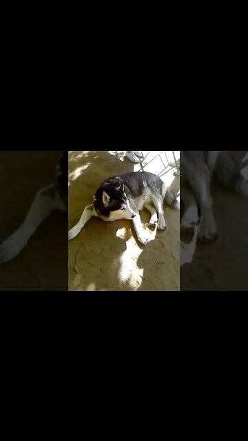 CUTE DOGS IN PARIS, TEXAS