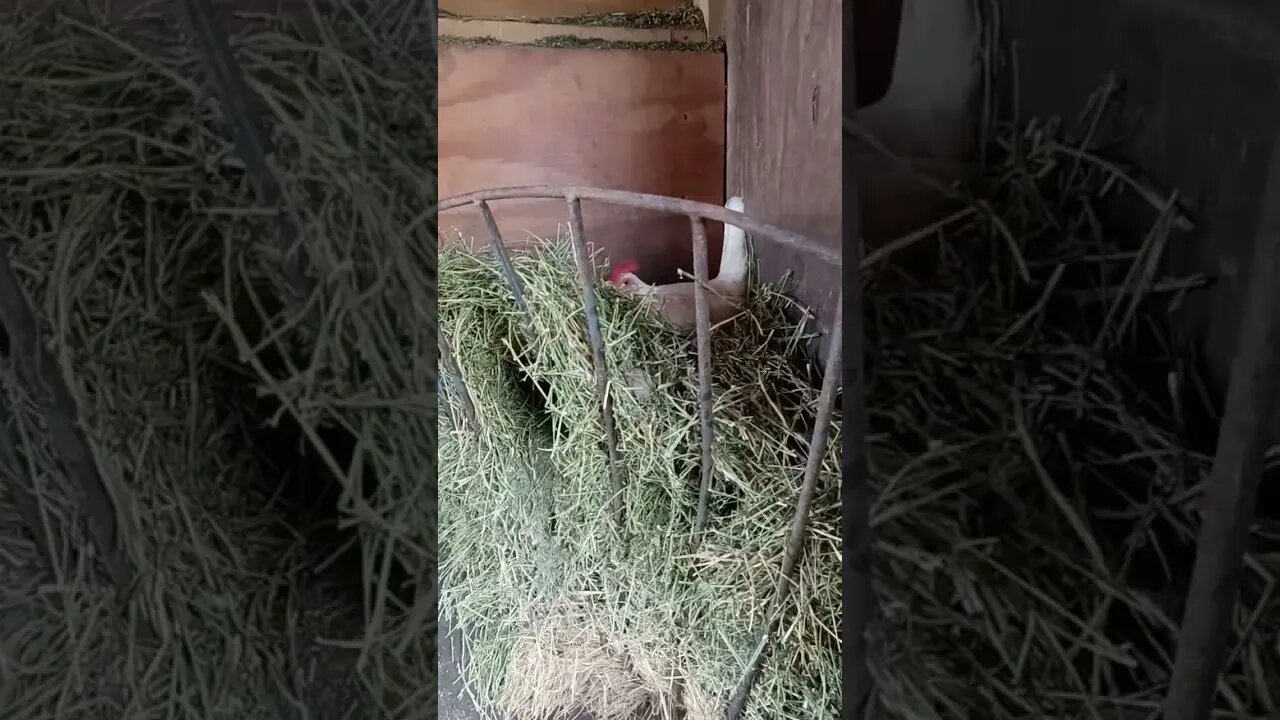 Didn't Expect To See This While Mucking Stalls!