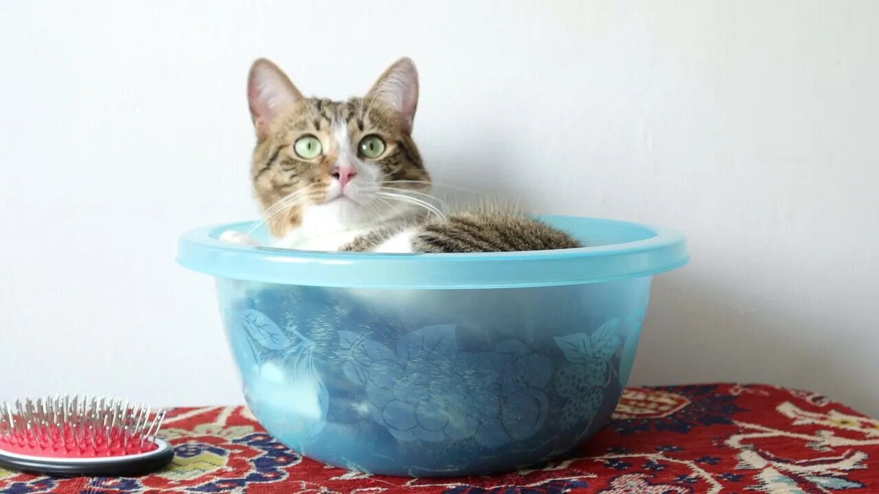 This Cat Finds the Weirdest Places to Sit